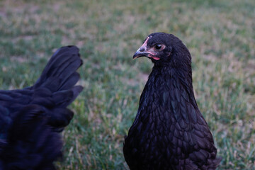 Free range Australorp chicken.
