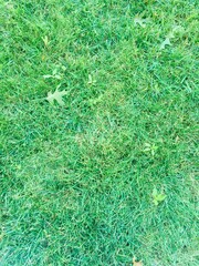 green grass background