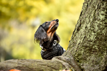 自然の中でおすましするミニチュアダックスフンド