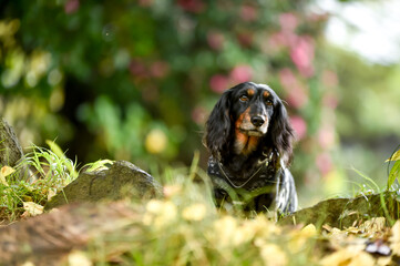 自然の中でおすましするミニチュアダックスフンド