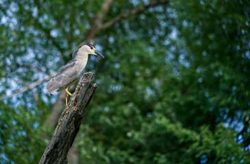 Black capped Night Heron sitting on a dead tree branch