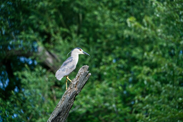 Black capped Night Heron sitting on a dead tree branch