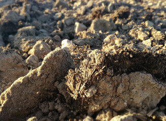 Spanish field with natural organic fertilizer. Dung scattered across the earth. Ecological agriculture. Contrast of natural brown colors and blue calm sky. Rural landscape. Manure.