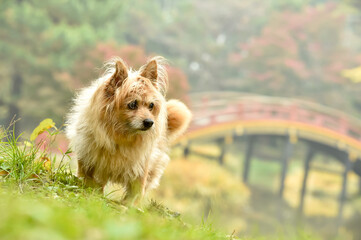 自然の中でおすましするミックス犬