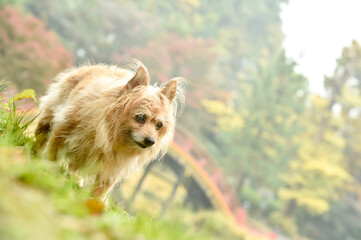 自然の中でおすましするミックス犬