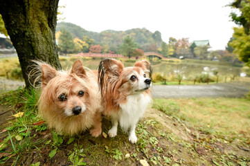 自然の中でおすましするミックス犬