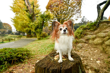 自然の中でおすましするミックス犬