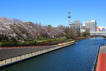 横十間川の桜並木とタワー