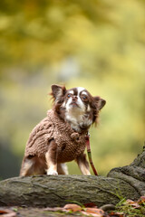 イチョウの前でおすましするチワワ