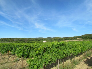 Fototapeta na wymiar Wine field of Pernes-les-Fontaines in France. Village Farm & Winery is a family-run vineyard and winery in Pernes les Fontaines.