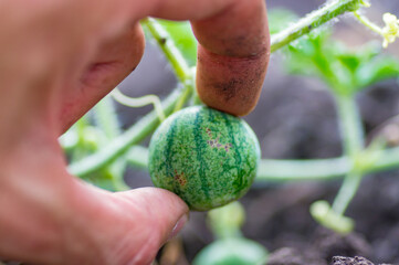 Organic watermelon growing on the field at eco farm. Closeup of growing small green striped watermelon in farmer's hand. Tying the fruit of an early watermelon in the spring in the garden