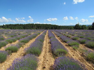 Lavender field at Sault in  Provence France