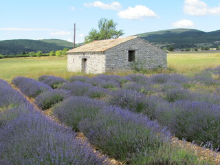 Lavender field with hut at Sault in Provence France