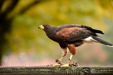 訓練する鷹と鷹匠
