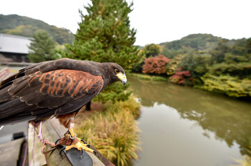 訓練する鷹と鷹匠