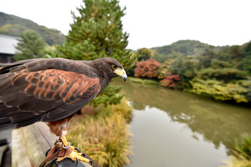 訓練する鷹と鷹匠