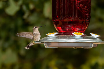 Obraz premium Hummingbird resting on a feeder.