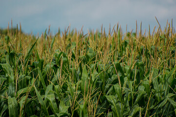 Corn fields