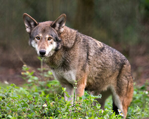 Naklejka na ściany i meble Red Wolf photos. Image. Portrait. Picture. Endangered species. Red wolf close-up looking at the camera with foliage foreground and blur background, displaying brown fur, in its environment.