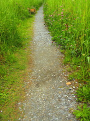 猫のいる草叢の中の小道風景