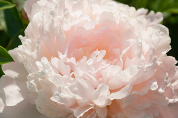 Petals of a white-pink peony flower closeup with selective focus in the center of a blossoming flower. 