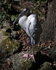 Wood Stork Bird Stock Photos.  Wood Stork Bird profile-view. Image. Picture. Portrait. Moss rock. Side view. Looking to the left
