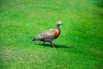 Ashy-headed goose (Cauquen Real - Chloephaga poliocephala). Typical bird of Bariloche. Bariloche, Argentina
