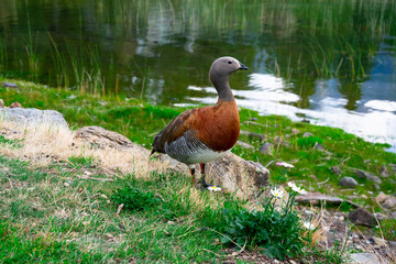 Ashy-headed goose (Cauquen Real - Chloephaga poliocephala). Typical bird of Bariloche. Bariloche, Argentina