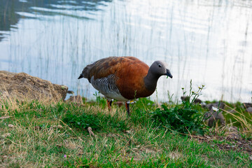 Ashy-headed goose (Cauquen Real - Chloephaga poliocephala). Typical bird of Bariloche. Bariloche, Argentina