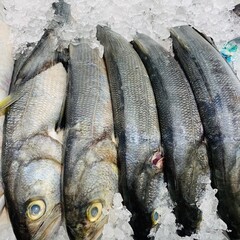 fresh fish on ice