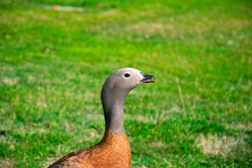 Ashy-headed goose (Cauquen Real - Chloephaga poliocephala). Typical bird of Bariloche. Bariloche, Argentina