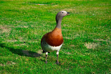 Ashy-headed goose (Cauquen Real - Chloephaga poliocephala). Typical bird of Bariloche. Bariloche, Argentina