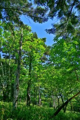 新録の若葉に包まれた大台ヶ原山の春の情景＠奈良
