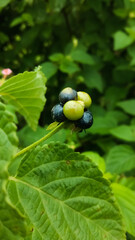 Indian lantana camara ( medicinal herbs ) fruit in rainy season. 