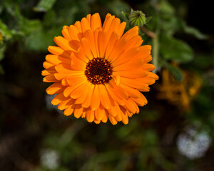 Promenade à Veules-les-Roses