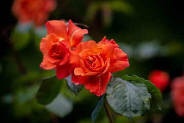 Promenade à Veules-les-Roses