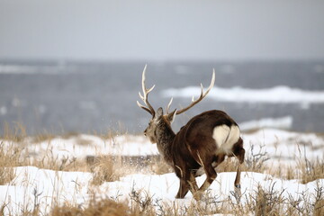 雪原を走るシカ