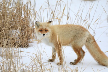 北海道のキタキツネ