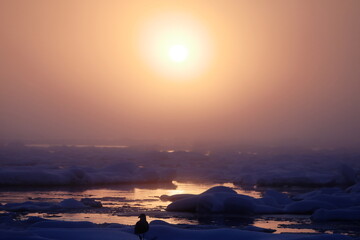流氷とカモメと朝日