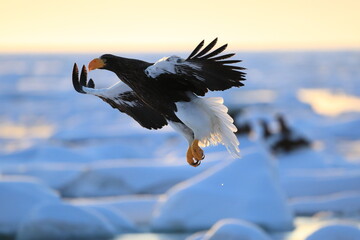 オオワシと流氷