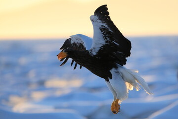 北海道のオオワシ