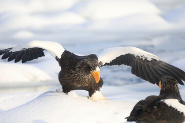 睨み合うオオワシ
