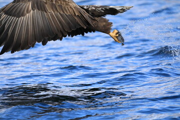 魚をキャッチしたオジロワシ
