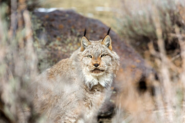 Rescued bobcat peering through bushes in open area outdoors at wildlife sanctuary park
