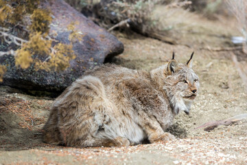 Rescued bobcat in open area outdoors at wildlife sanctuary park
