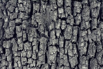 tree bark close up 2