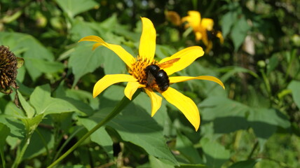 Cucarron in gold button