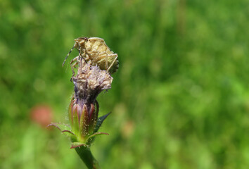 Red cotton bug, Cotton stainer in nature, insects, animals, nature.