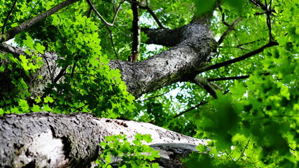 Fototapeta premium tree in the forest