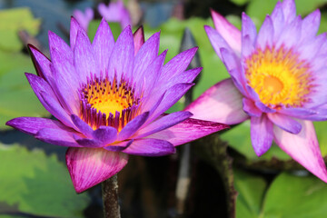 Beautiful blooming of purple water lily on a sunny day